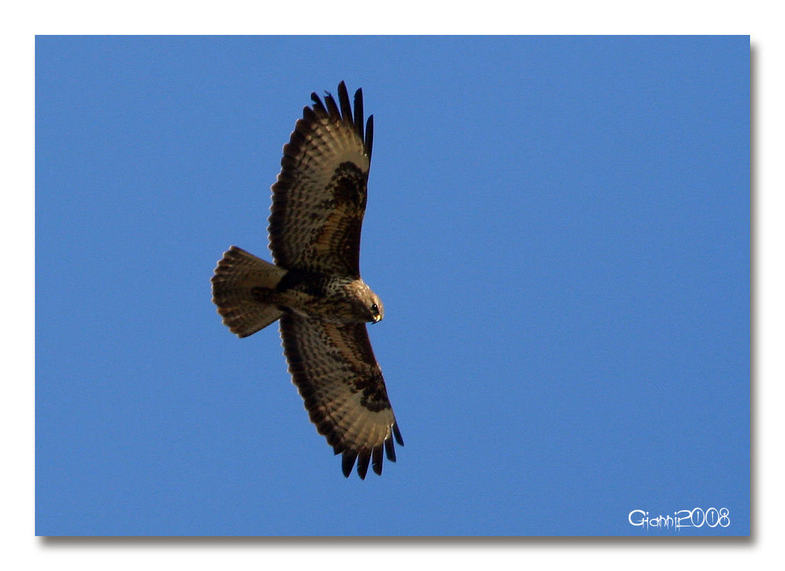 determinazione rapace